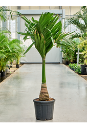 Areca Catechu Zwerg (150-170)