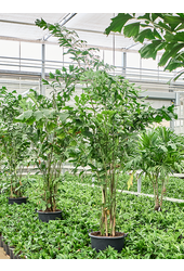 Caryota Mitis(2.30-3.00M)