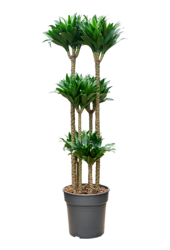 Dracaena Fragrans Compacta