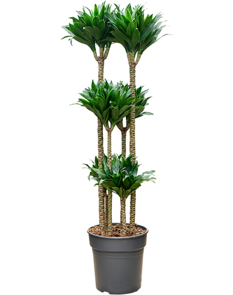 Dracaena