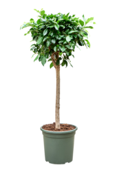 Ficus microcarpa 'Nitida'