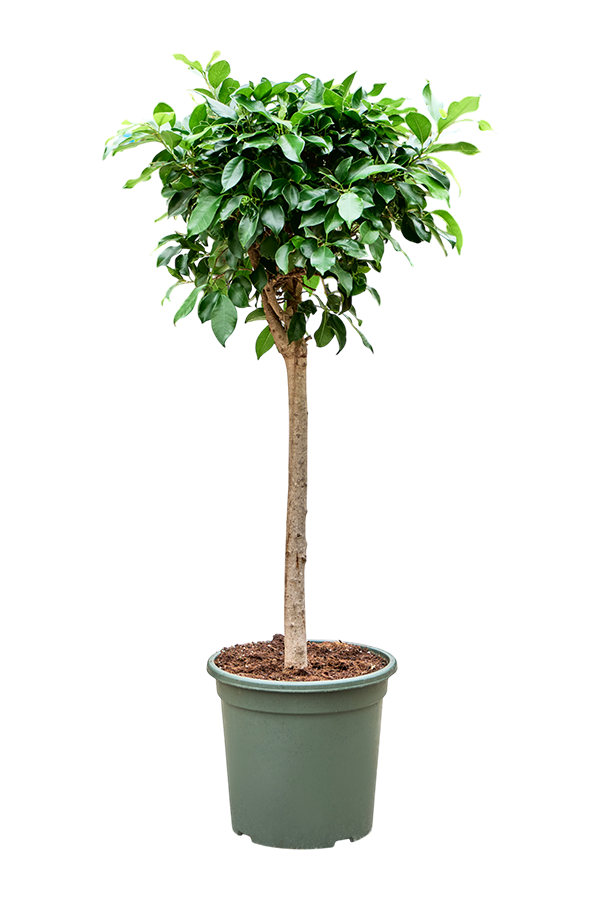 Ficus microcarpa 'Nitida'