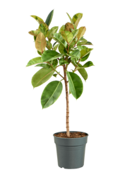 Ficus Elastica Shivereana Moonshine