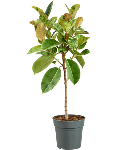 Ficus