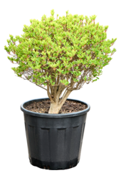 Enkianthus Perulatus