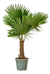 Trachycarpus Fortunei (150-180)
