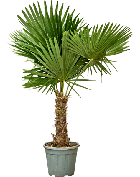 Trachycarpus