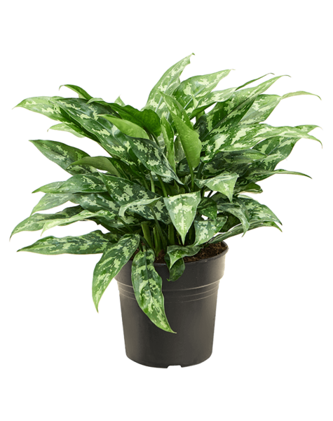 Aglaonema