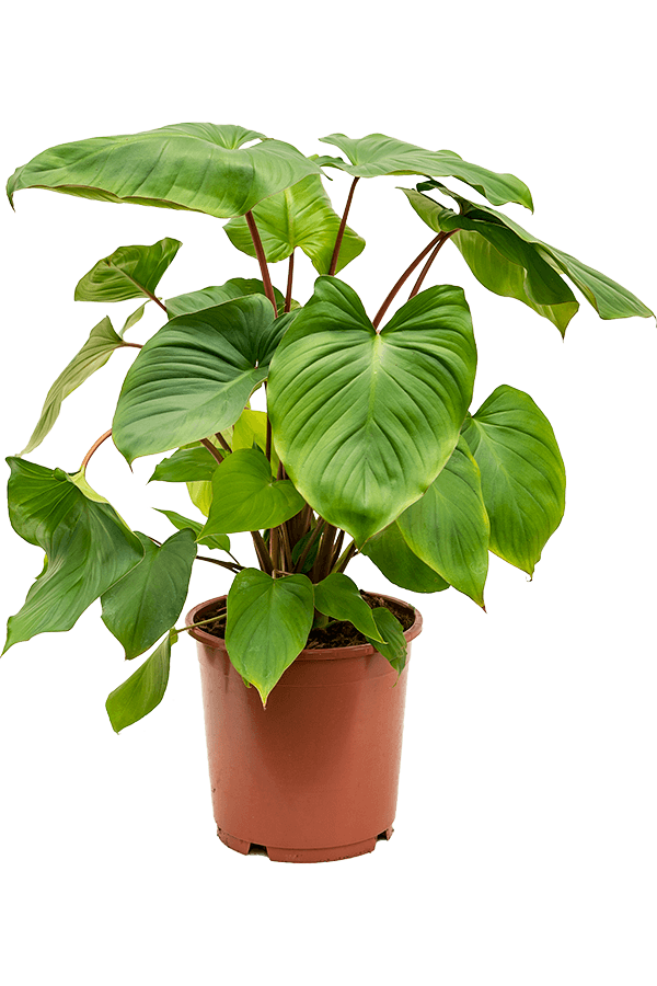 Homalomena Rubescens Maggy