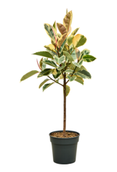Ficus Elastica Tineke