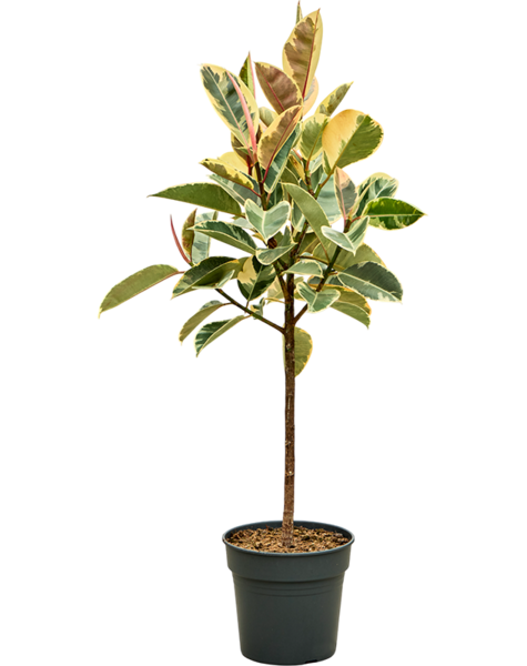 Ficus