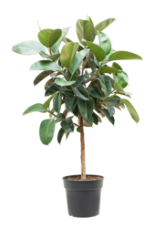 Ficus Elastica Robusta