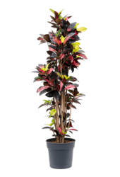 Croton (Codiaeum) Variegatum Mrs. Iceton