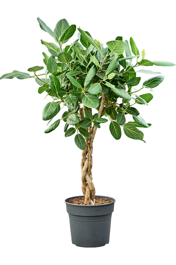 Ficus benghalensis Audrey