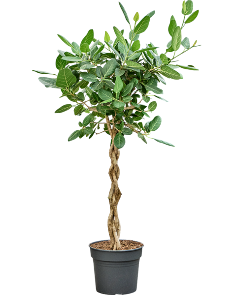 Ficus