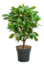 Ficus cyathistipula