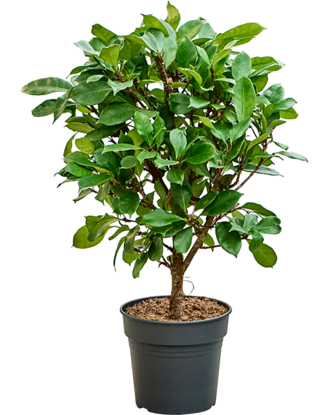 Ficus