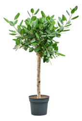 Ficus benghalensis Audrey