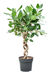 Ficus benghalensis Audrey