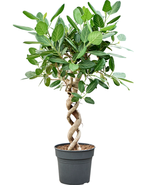 Ficus