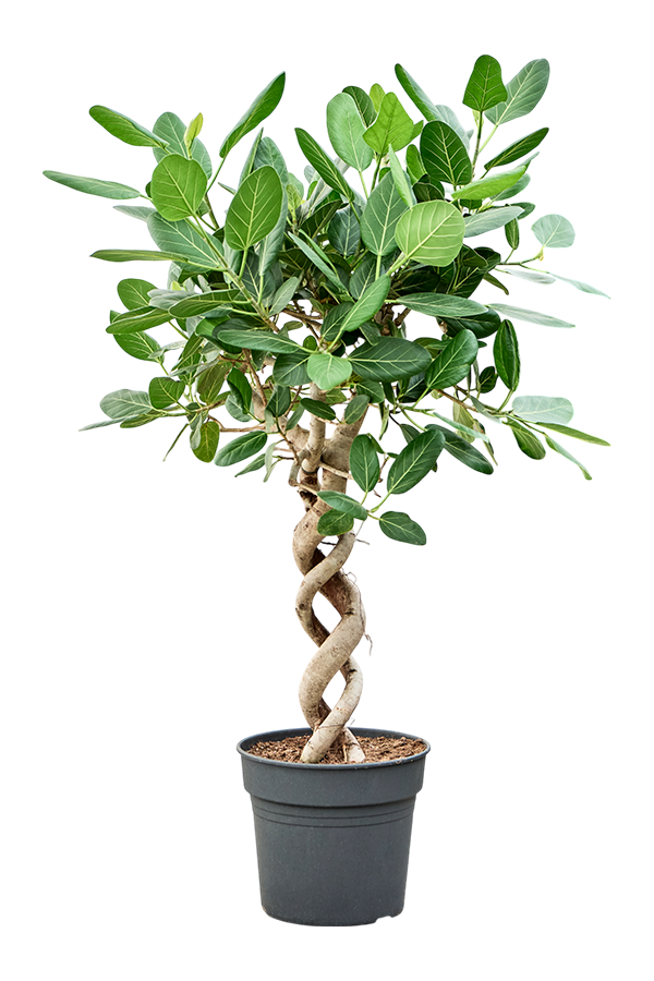 Ficus benghalensis Audrey
