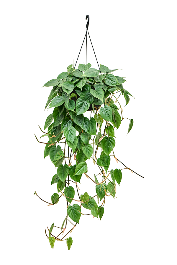 Philodendron Scandens (100-120)
