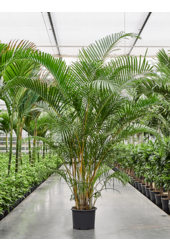 Dypsis (Areca) Lutescens