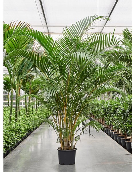 Dypsis