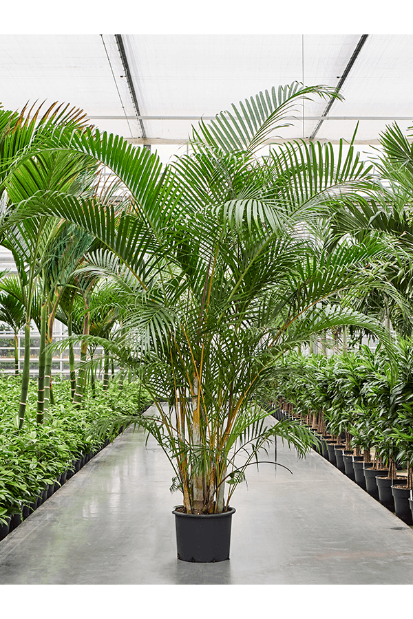 Dypsis (Areca) Lutescens