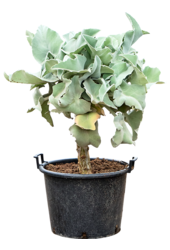 Kalanchoe Beharensis (90-110)
