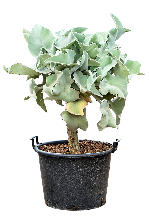 Kalanchoe Beharensis (90-110)
