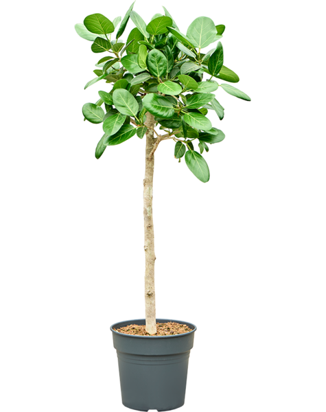 Ficus