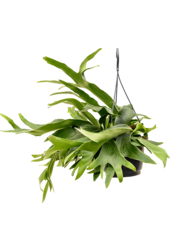 Platycerium bifurcatum