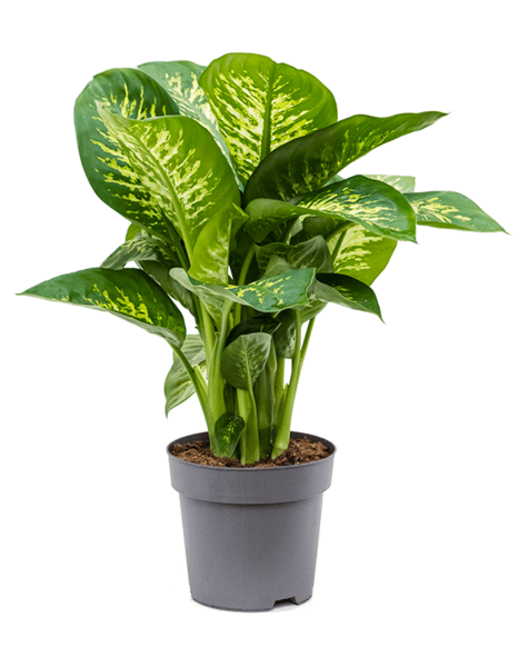 Dieffenbachia