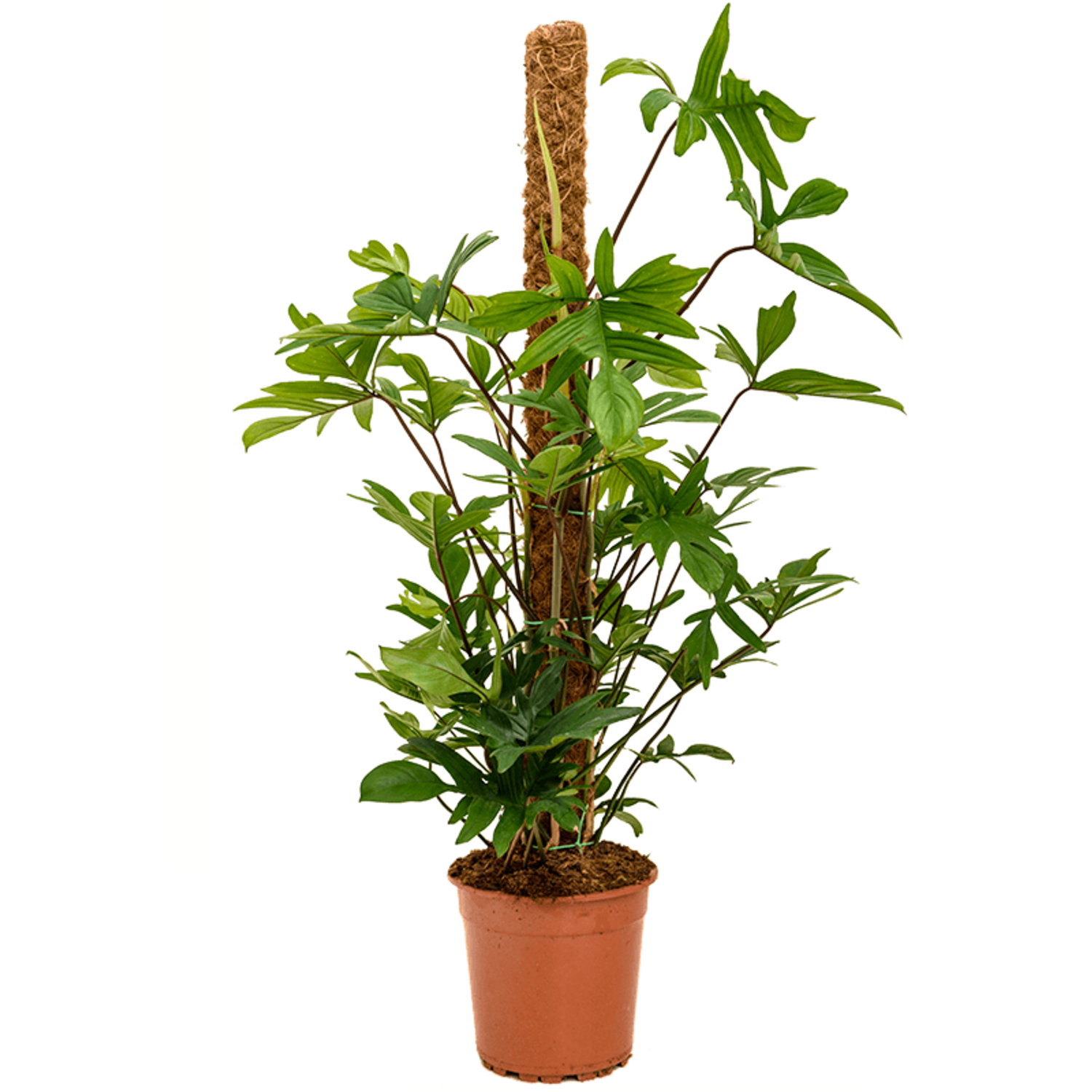 rubber plant plant Burgundy Rubber Plant – Hey Rooted main image 0