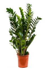Zamioculcas Zamiifolia