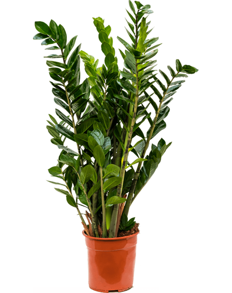 Zamioculcas