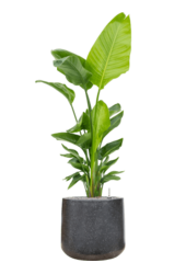 Baq Terrazzo Darcy Schwarz