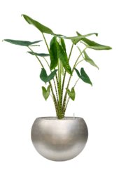 Baq Metallic Silver Leaf Globe Matt Light Champagne (mit Einsatz)