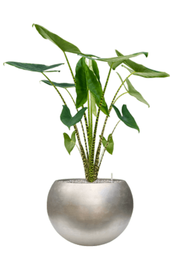 Baq Metallic Silver Leaf Globe Matt Light Champagne (mit Einsatz)