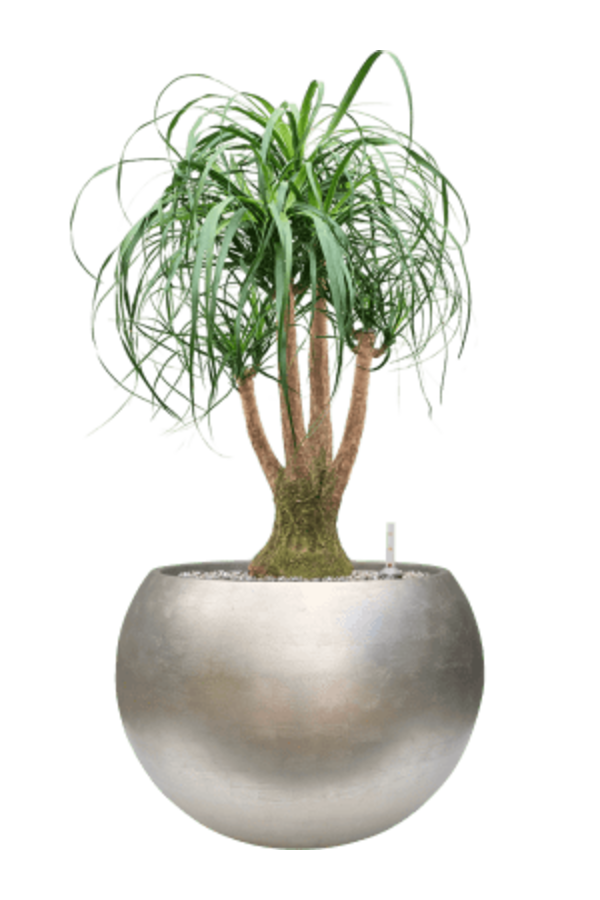 Baq Metallic Silver Leaf Globe Matt Light Champagne (mit Einsatz)