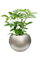 Baq Metallic Silver Leaf Globe Matt Light Champagne (mit Einsatz)