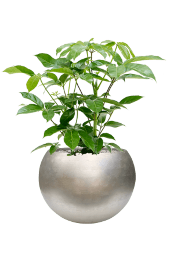 Baq Metallic Silver Leaf Globe Matt Light Champagne (mit Einsatz)