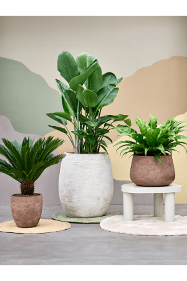 Baq Algar Luftballon Braun