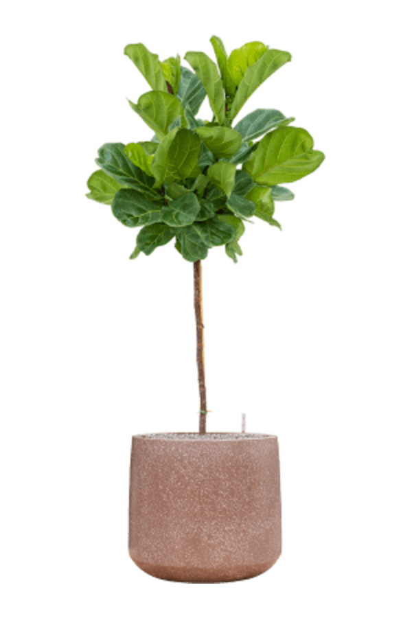 Baq Terrazzo Darcy Mocha