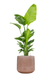 Baq Terrazzo Darcy Mocha