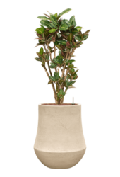 Baq Polystone Beschichtet Einfarbig Darcy Natur