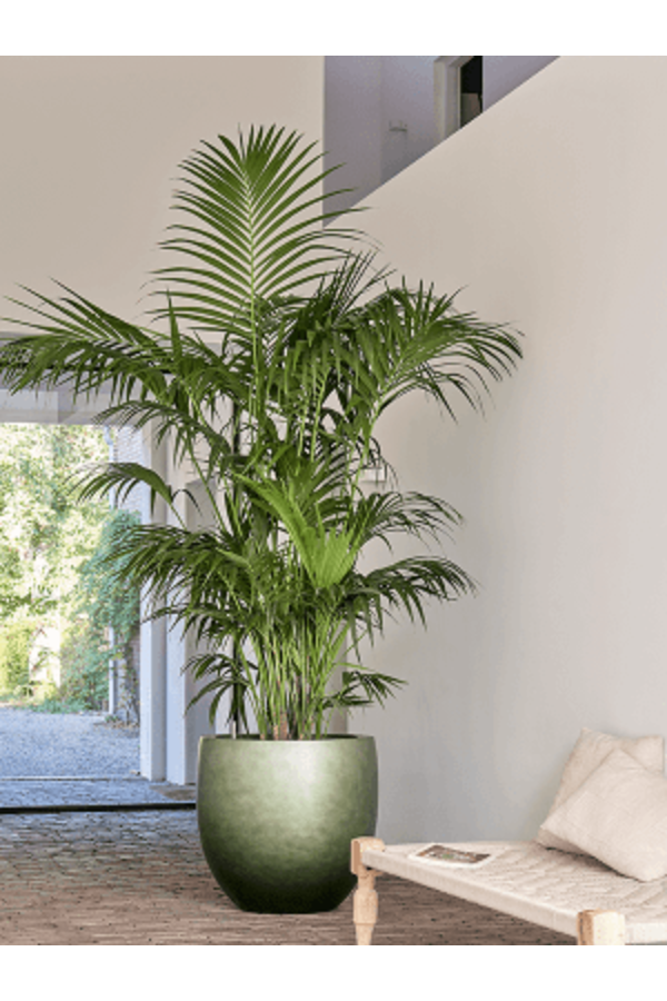 Baq Gradient Couple Matt Forest Green