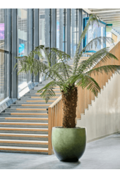 Baq Gradient Ballon Matt Waldgrün