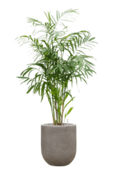 Baq Nucast Couple Elefant Grau (mit Einsatz)